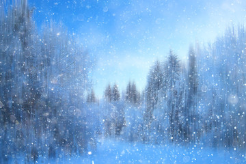 forest snow blurred background / winter landscape snow-covered forest, trees and branches in winter...