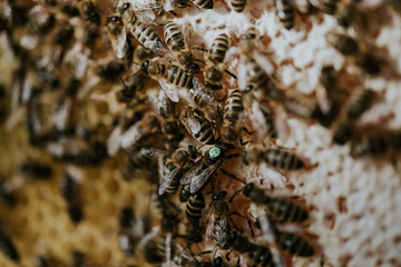 Bienen mit Königin
