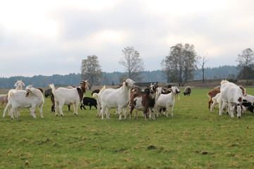 Obraz premium Neugierige Ziegen und Heidschnucken