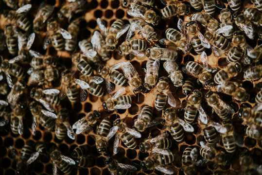 bienenvolk