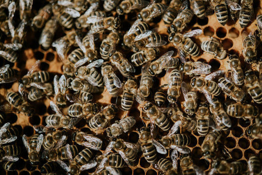 bienenschwarm auf einer Wabe