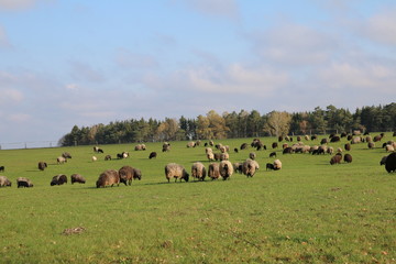 Große Heidschnuckenherde in der Lüneburger Heide