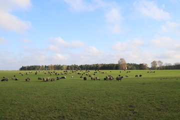 Gro&szlig;e Heidschnuckenherde in der L&uuml;neburger Heide