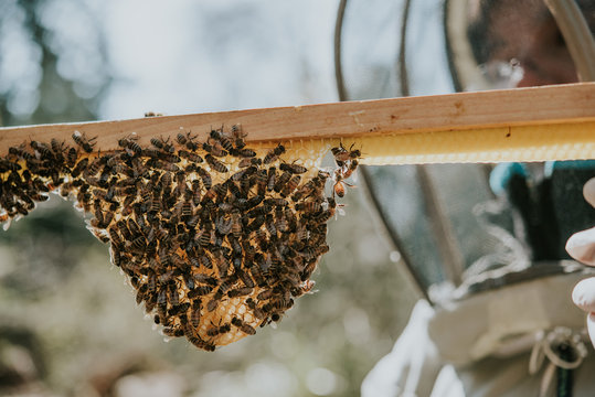 Bienen Imkerei Bienenschwarm h&auml;ngt an einer Holzwabe Imkerin mit Anzug 