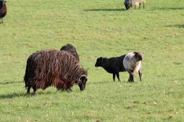 Große Heidschnuckenherde in der Lüneburger Heide