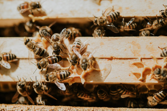 bienenstock
