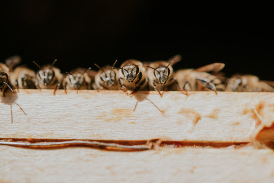 bienenstock