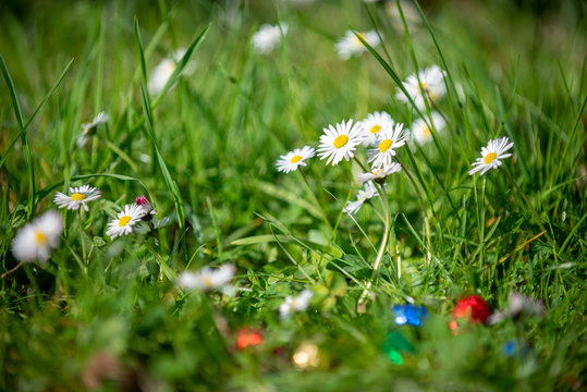 Easter eggs and daisies in the meadow