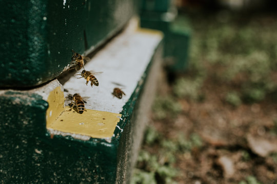 bienenstock einflug