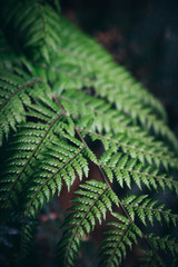 Close Up of green fern leaf background.