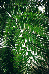 Close Up of green fern leaf background.