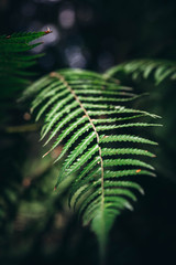 Close Up of green fern leaf background.