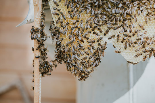 bienenwabe mit einem Bienenschwarm im Fr&uuml;hling, Bienen arbeiten an einer Wabe