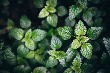 Green mint leaves background. © Korradol
