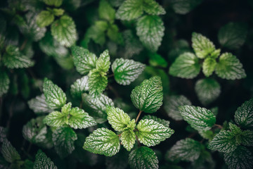 Green mint leaves background. © Korradol