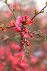 Fototapeta premium Flowers of Japanese quince (Chaenomeles japonica) with a wonderful bokeh on the background