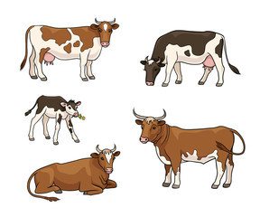 Set of different cows - vector illustration
