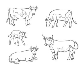 Set of different cows in outlines - vector illustration
