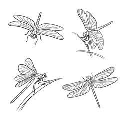 Set of different dragonflies in outlines - vector illustration