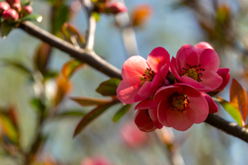 Obraz na płótnie Canvas Macro of bright flowering Japanese quince or Chaenomeles japonica on the blurred garden background. Spring sunny day. Selective focus. Interesting nature concept for design.