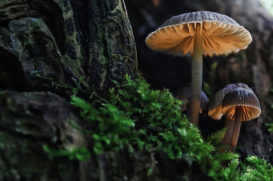 small mushrooms macro / nature forest, strong increase in poisonous mushrooms mold