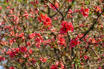 Obraz premium Lot of red flowers Japanese quince or Chaenomeles japonica covered branches on blurred garden background. Spring sunny day. Selective focus. Interesting nature concept for design