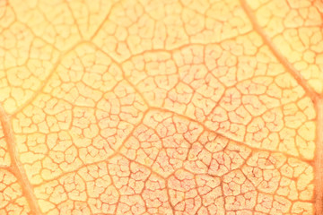 macro texture of leaves / yellow autumn leaf, enlarged macro texture, autumn background concept