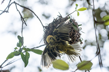 Yellow bird in Uganda