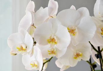 Obraz na płótnie Canvas white orchid on gray background