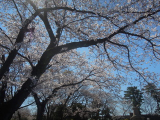 綺麗な桜