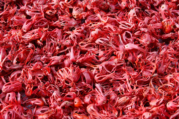 Fototapeta premium Nutmeg mace spread for drying in sunlight