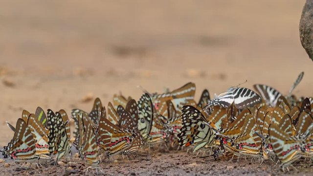 Butterfly,The Spot Swordtail