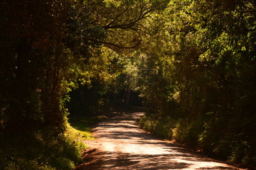 dark road in the woods