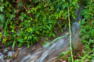 Naklejka na ściany i meble Small water stream in forest with green plants and flowers.