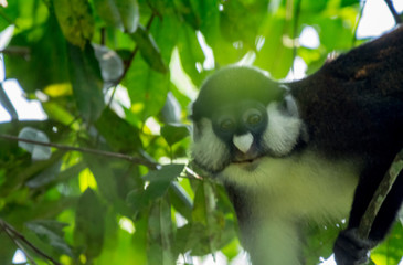 Portrait monkey in Uganda