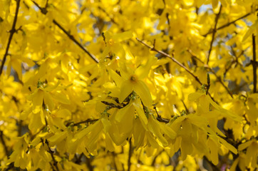 Flowers on a forsythia bush in a botanical garden