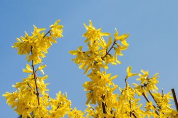 Flowers on a forsythia bush in a botanical garden