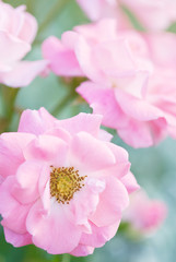 Soft image of pink roses in the garden. Selective focus and shallow depth of field.