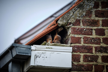 Squirrels on the roof