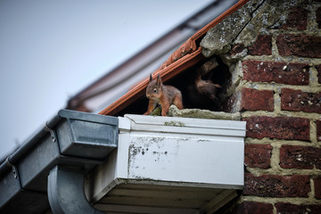 Squirrels on the roof