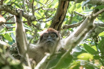 Red colobus in Bigodi