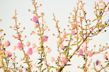 flower tree in the country side