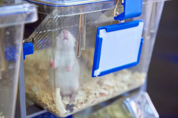 Experimental laboratory mice are raised in the IVC, Individually ventilated cages system protecting...