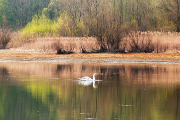 White swans on a mountain lake spring day under the open sky against the background of high mountains and bright forest