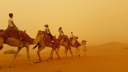 Camels in the storm