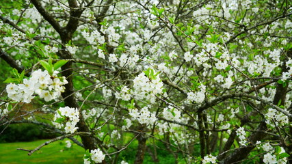 Tree blossom in the spring
