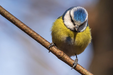 Blue Tit. A bright tit sits on a branch in a park and looks down. City birds. Blurred background.  Close-up. Wild nature. Spring soon.