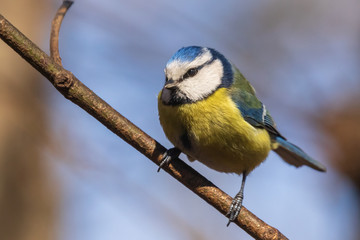Blue Tit. Bright tit sits on a branch in the park and looks at the photographer. City birds. Blurred background. Close-up. Wild nature. Spring soon.