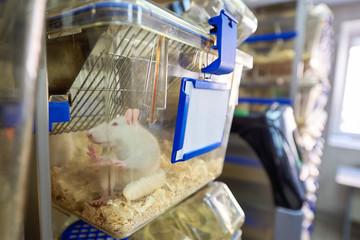 Experimental laboratory mice are raised in the IVC, Individually ventilated cages system protecting...
