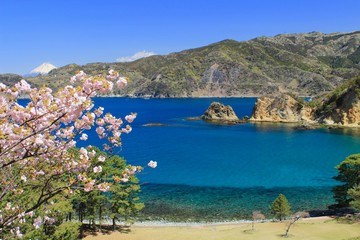 Naklejka premium 西伊豆 春の黄金崎